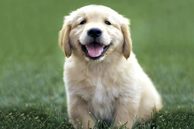 Labrador Retriever Puppies   Wallpaper.