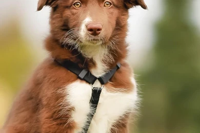 Download Wallpapers 1080x1920 Labrador, Border Collie, Brown, Dog ...