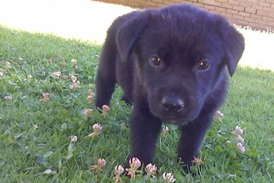 Cute Black Labrador Puppy Standing Among Flowers Puppies Wallpapers ...
