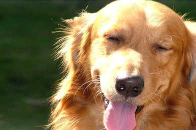 Brown Yawning Dog 1080p Hd Desktop Wallpapers Wallpapers At ...