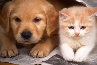 Dogs: Good Friends Kittens Dogs Cats Animals Puppies Amazing Cute ...