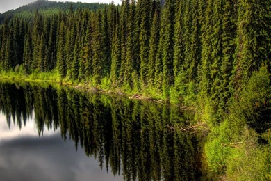 Pine Forest Ipad Wallpapers Download Free Ipad Wallpapers ...