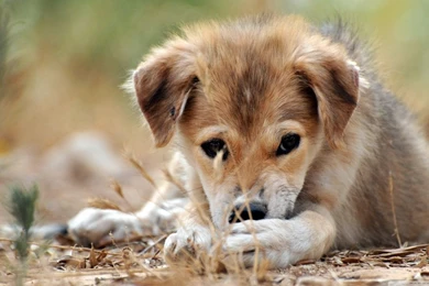 Sad Puppy HD Desktop Wallpapers : High Definition : Fullscreen : Mobile