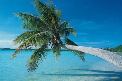 Wallpaper 127565.jpg