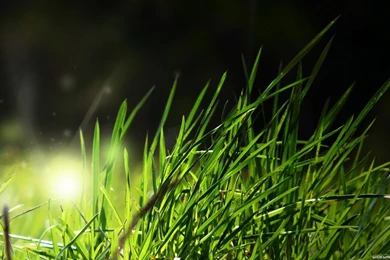 The Advantage Of Having Wallpapers HD Jungle – Design Inspiration