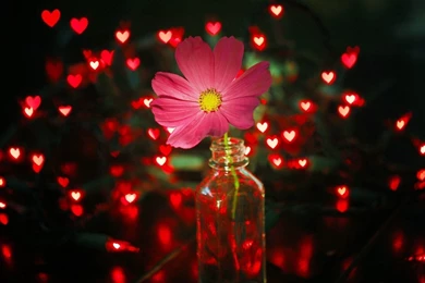 Flower Pink Jar Lights Red Hearts HD Wallpapers   FreeWallsUp