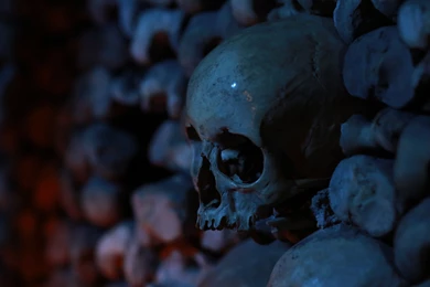 Skull Among The Bones In The Crypt Wallpapers And Images ...