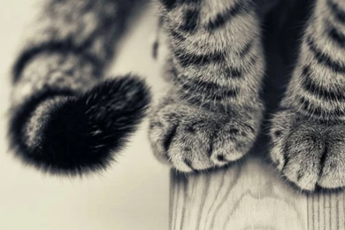 Cats Feet iPad 1 & 2 Wallpapers