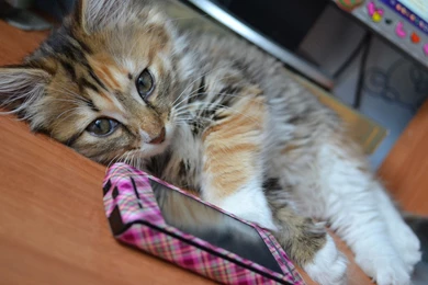 Download Wallpapers 3840x2400 Cat, Phone, Lie, Fluffy Ultra HD 4K ...