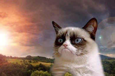 My Grumpy Cat Wallpapers : IWallpapers