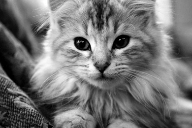 Ipad 3 Wallpapers Cat 03 ImgStocks Com   PowerballForLife