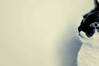 100 superb windows phone wallpapers to mark you niftier 09.jpg