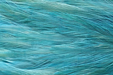 Feather Texture HD Wallpapers