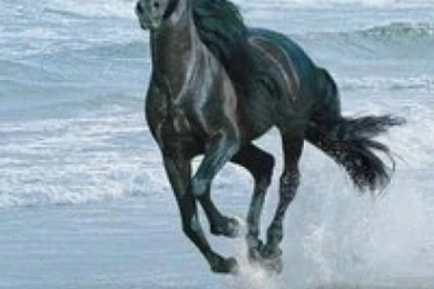 Horse Wallpapers Iphone