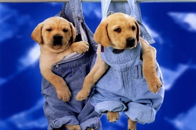 Cute Puppies Labrador Wallpapers For Your Computer Desktop ...