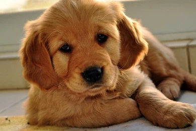 Cute Labrador Retriever Puppies Wallpapers HD Free Download
