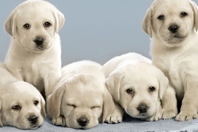 Cool Labrador Dog Puppy Wallpaper HD.jpg