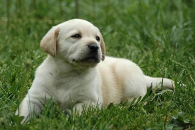 1600*1200 Labrador Retriever Puppy Wallpapers 3 Wallcoo.net