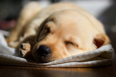 Labrador Pup Sleeping Wallpapers