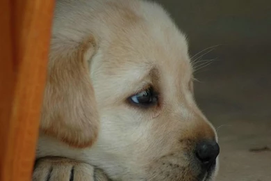 1600*1200 Labrador Retriever Puppy Photos 11   Wallcoo.net