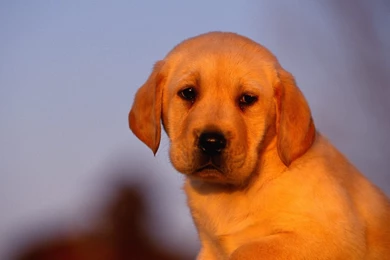 Sunrise delight labrador puppy.jpg