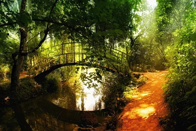 Download Forest Wallpapers Full HD