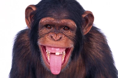Scary Monkey Wallpapers Free Scary Monkey Wallpapers & Pictures ...