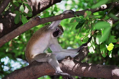 Free Monkey Wallpapers Wallpapers Download