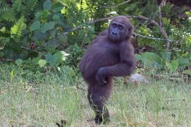 Cute Monkey Wallpapers