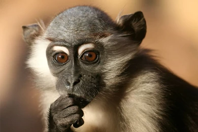 Spider Monkey Desktop Wallpaper, Spider Monkey Images, New Wallpapers