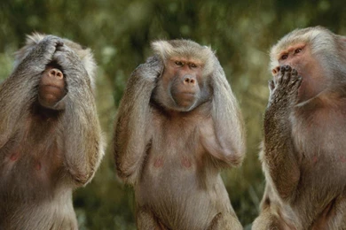 Download Funny Monkey Images