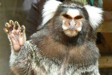 Marmoset Monkey Wallpapers   Pets Cute And Docile