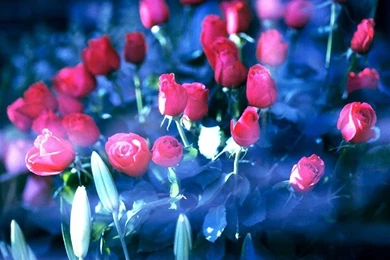 Red Romance Wallpapers   Capture The Romantic Scene 1024x768 NO.15 ...