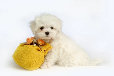 Cute Puppies Wallpapers For Halloween Hd Funny Puppy Backgrounds ...