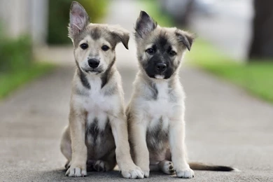 Puppies Wallpapers HD For Desktop And Mac Oki Pix