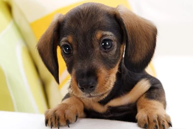 Dachshund Puppy Cute Puppies Wallpapers   1600x1000 IWallHD ...