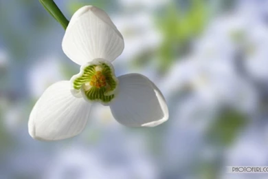 Latest Beautiful Flowers Backgrounds Download