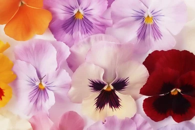 Wallpapers: Laptop Wallpapers For Desktop