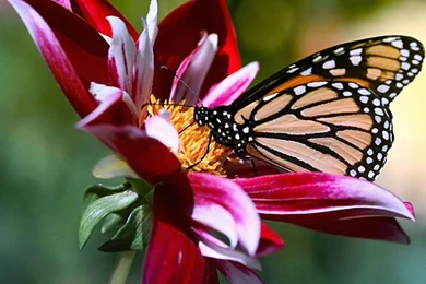 Wallpapers: Laptop Wallpapers For Desktop