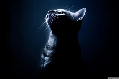 Kitten In The Dark HD Desktop Wallpapers : High Definition ...