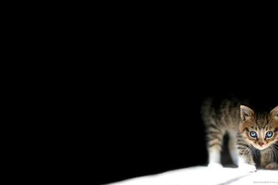 Download 1366x768 Kitten In The Dark Wallpapers