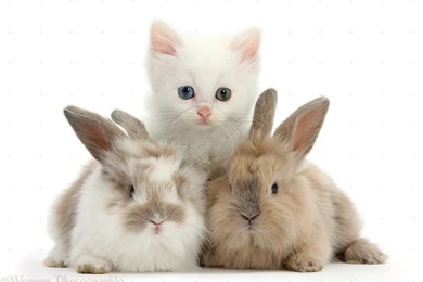 Cute Kittens And Bunnies HD Wallpapers For Desktop Backgrounds ...