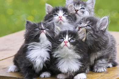 Cute Cats And Kittens Wallpapers Memes   PowerballForLife