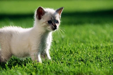 Cats and kittens wallpapers 215.jpg