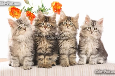 414649_kotyata_koshka_chetvero_sidyat_1680x1050_www.Gde Fon.com.jpg