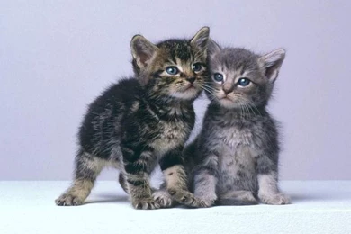 Free Desktop Wallpaper, Kittens