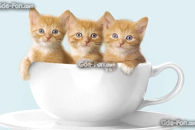 388875_kotyata_ryzhie kotyata_kruzhka_1680x1050_www.Gde Fon.com.jpg