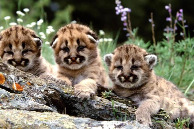 Baby Cheetah Cubs Kittens Wallpapers HD 1080p For Desktop