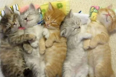 Cat Desktop Wallpapers   Widescreen HD Wallpapers