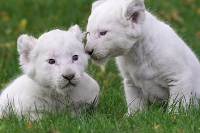 White Lion Hd Wallpapers Free Download